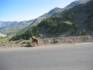 Tessu hoiteli lampaat maisemaan...