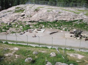 Kolmärdenin safarilta