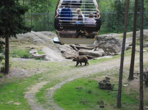 Kolmärdenin safarilta
