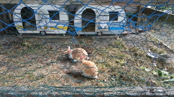 Klauserhornin kämppärin kanit