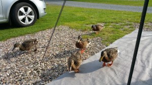 Kutsumattomia vieraita