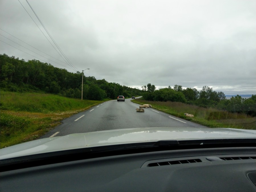 Norjassa sai väistellä jo lampaitakin